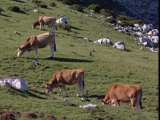 ganado (2)